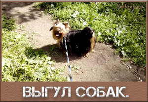 Выгул собак - основные правила