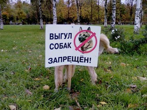 Основные правила выгула собак и требования закона