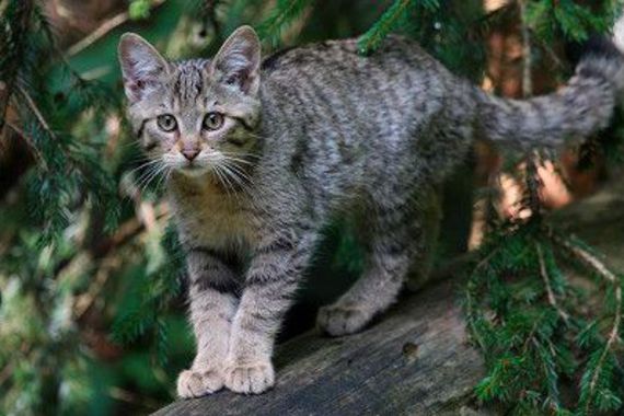 Степной кот - что это за животное
