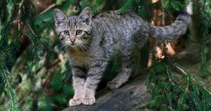 Степной кот - что это за животное