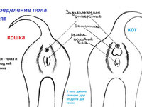 Как определить пол маленьких котят