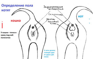 Как определить пол маленьких котят