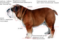 Внешние вид собаки