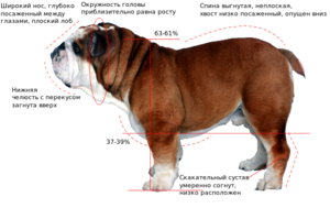 Внешние вид собаки