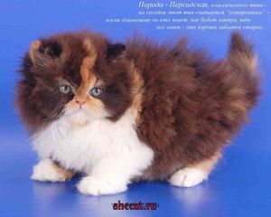 Пушистый котенок