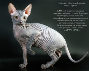 Кошка породы донской сфинкс