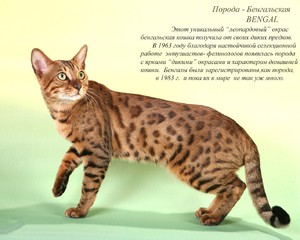 Бенгальская кошка
