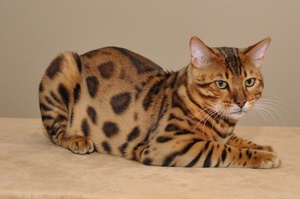 Бенгальский кот