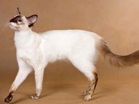 Антиаллергенные кошки