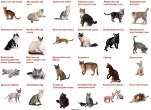 Основные отличия породистых кошек от беспородных