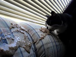Понос и рвота у кота