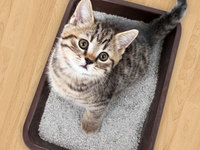 Лоток для кошек