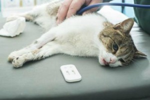 Заболевание чумка у кошек