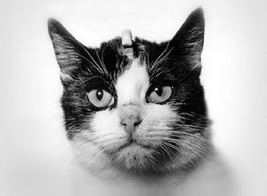 Кошка Фелисет в космосе