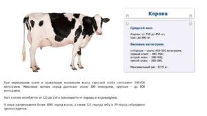 Вес крупного рогатого скота