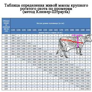 Как узнать средний вес коровы