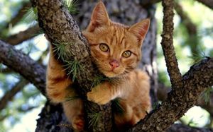 Кошка 