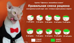 Сколько раз в день кормить кошек