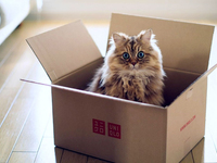 Что делать если кошка отказывается от еды