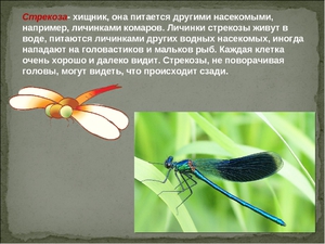 Как живут стрекозы
