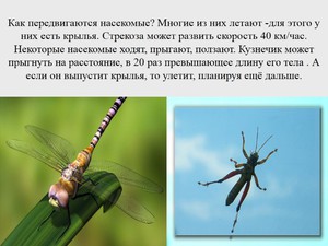 Стрекоза это насекомое