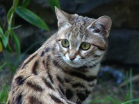 Дикие кошки в природе