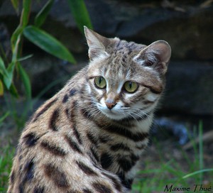 Дикие кошки в природе