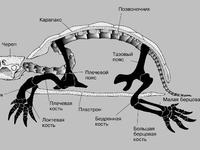 Скелет черепахи - особенности строения