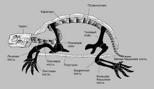 Скелет черепахи - особенности строения
