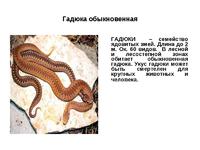 Гадюка опасная ядовитая