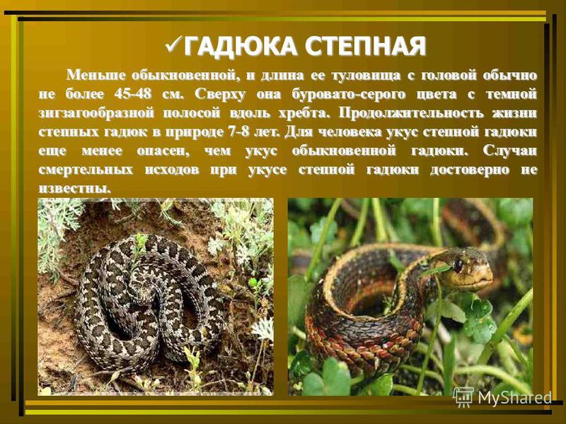 Что делать если укусила змея Место обитания гадюки