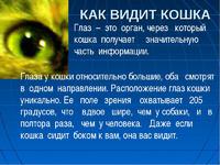 Даже если кошка сидит боком к вам, она видит вас