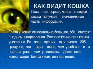 Даже если кошка сидит боком к вам, она видит вас