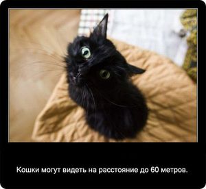 Кошки видят на расстоянии до 60 метров