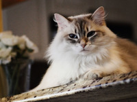 Какие породы кошек считаются ласковыми