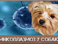 Что такое микоплазмоз у животных