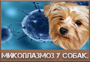 Что такое микоплазмоз у животных