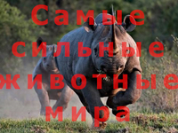 Какие животные сильнее всех