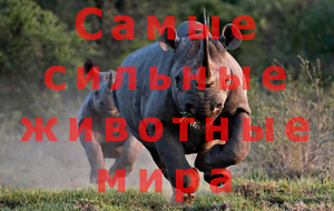 Какие животные сильнее всех