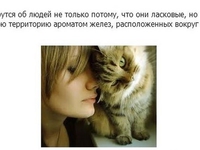 Кошки- любимци  в доме