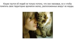 Кошки- любимци  в доме
