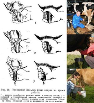 Раздой козы после окота