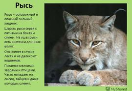 Ареал обтания рыси