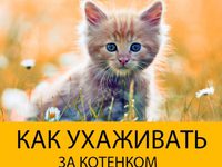 Уход  за маленьким котенком