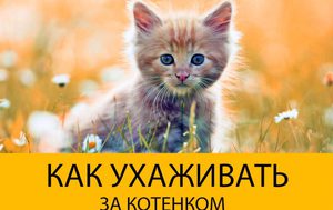 Уход  за маленьким котенком