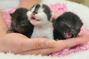 Котятки на руках