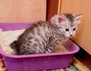 Котенок, приученный к лотку