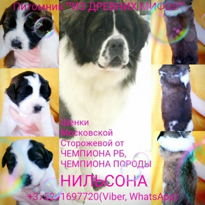 Московская сторожевая собака