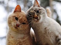 Кошки без блох
