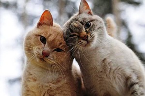 Кошки без блох